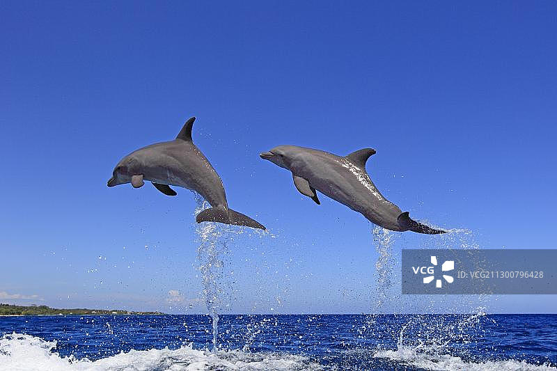 两只宽吻海豚跃出海面图片素材