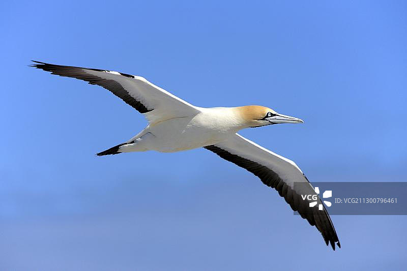 南非鲣鸟图片素材