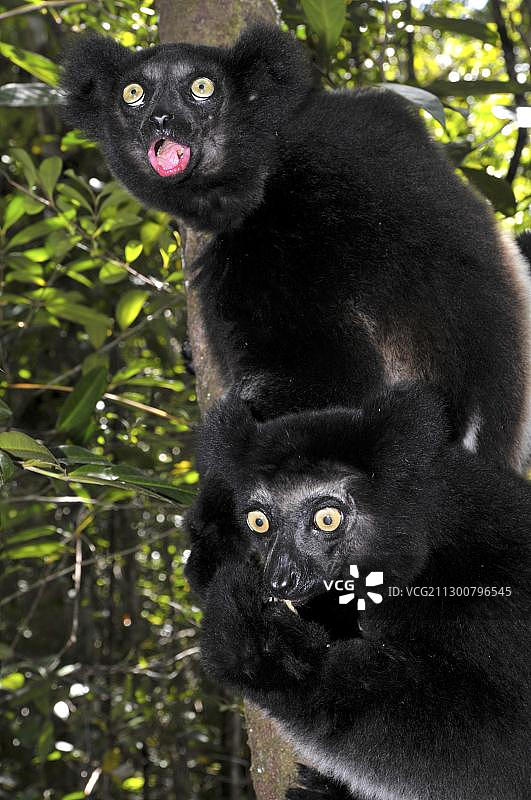 两只狐猴在非洲马达加斯岛东部安达西贝雨林中清晨鸣叫图片素材