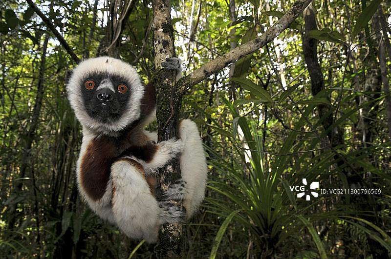 非洲马达加斯加安卡拉凡西卡国家公园的科克雷尔冕狐猴图片素材