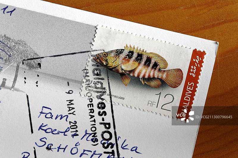 明信片上的马尔代夫六斑石斑鱼邮票图片素材