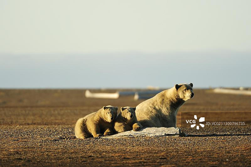 带着幼崽的北极熊(Ursus maritimus)(位于美国阿拉斯加波弗特海北坡地区卡克托维克沙洲上)图片素材