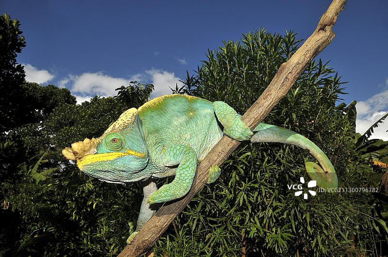 帕森变色龙，马达加斯加东南海岸图片素材