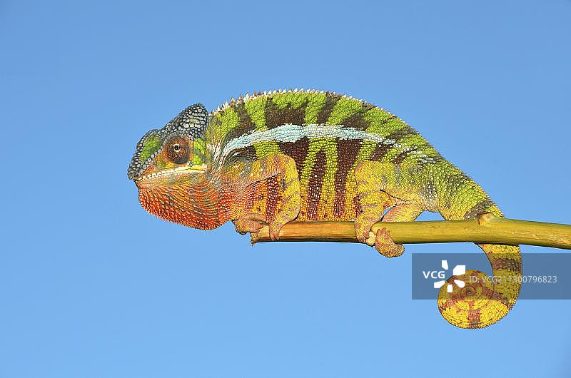 马达加斯加西北部的豹纹变色龙图片素材