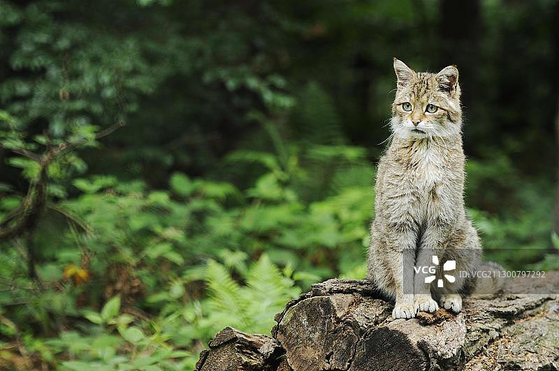 欧洲野猫(Felis silvestris silvestris),栖息在树干上,位于德国梅克伦堡-西波美拉尼亚州的居斯特罗,欧洲图片素材