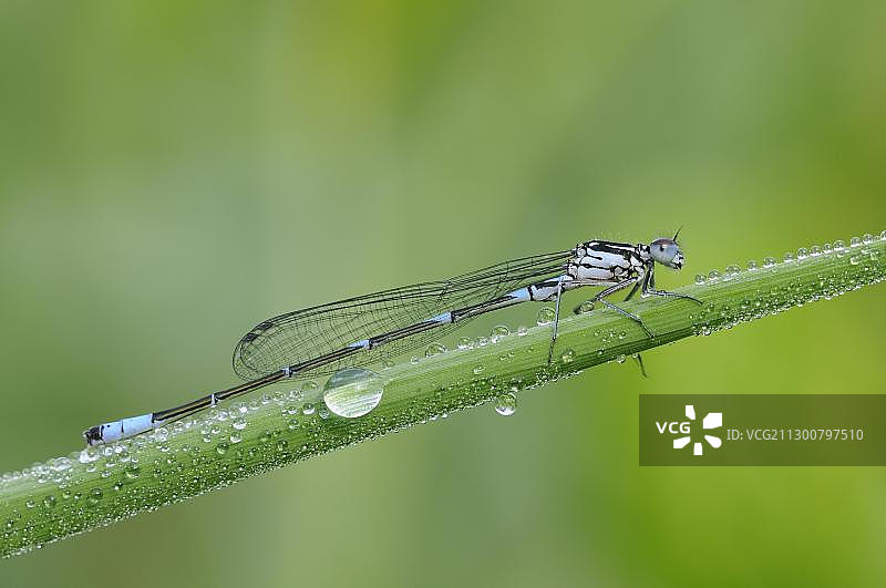 蓝尾豆娘，在德国萨克森-安哈尔特州德绍附近的中易北河生物圈保护区图片素材