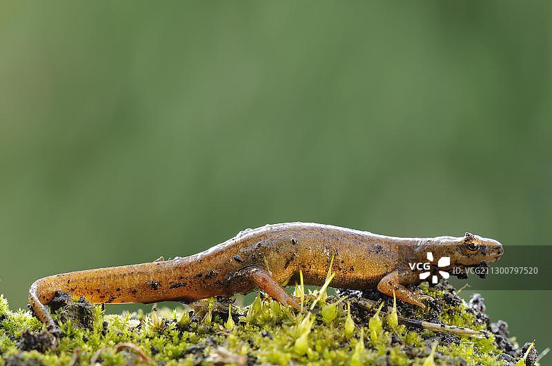 光滑的欧洲小蝾螈，雌性，陆生阶段，德国萨克森-安哈尔特州德绍附近图片素材