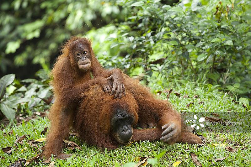 苏门答腊猩猩与幼崽，栖息于印尼苏门答腊雨林图片素材