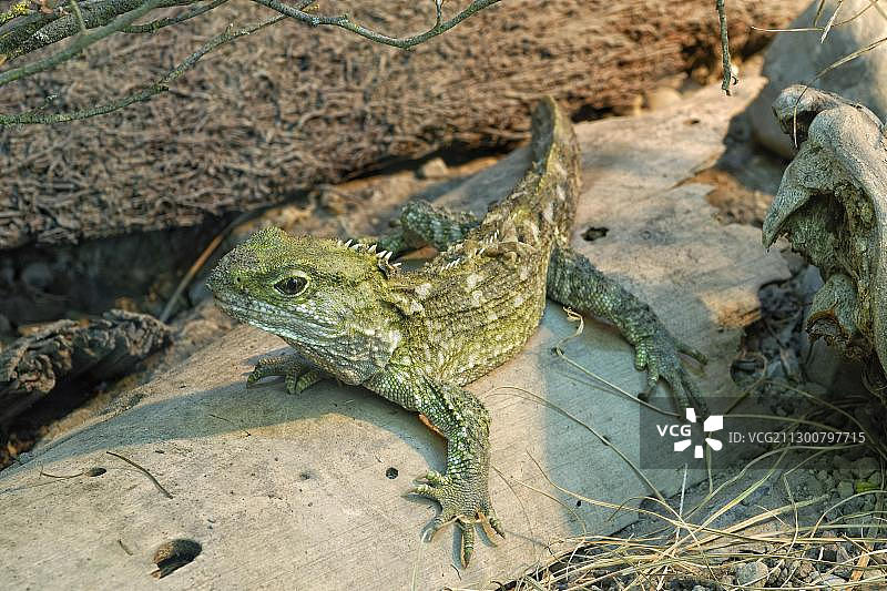 新西兰大蜥蜴，特有濒危物种，史前爬行动物，柳岸野生动物保护区，基督城，南岛图片素材