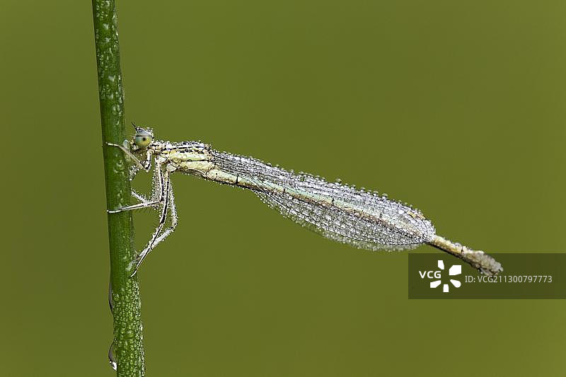 白腿丝蟌，雌性，德国莱茵兰-普法尔茨图片素材