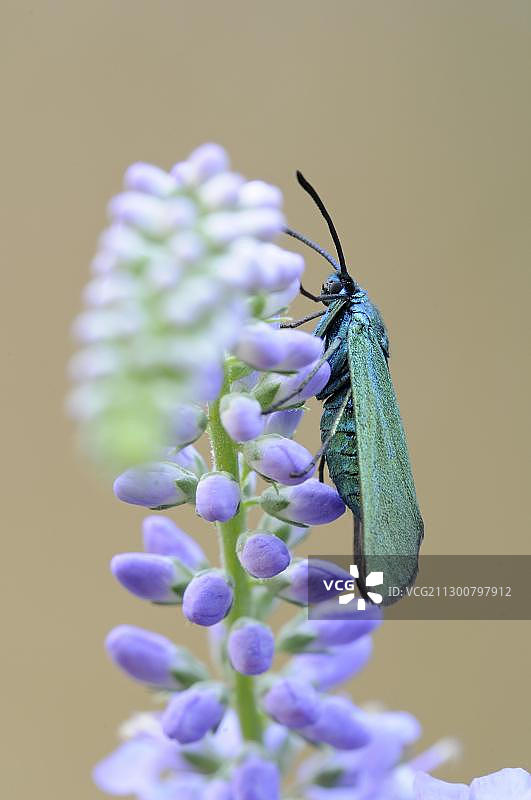 绿森林蜂蛾，德国萨克森-安哈尔特州德绍，欧洲图片素材