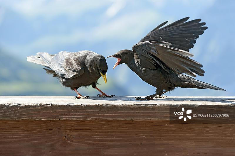 德国巴伐利亚州奥伯斯多夫，两只高山鸦在争吵图片素材