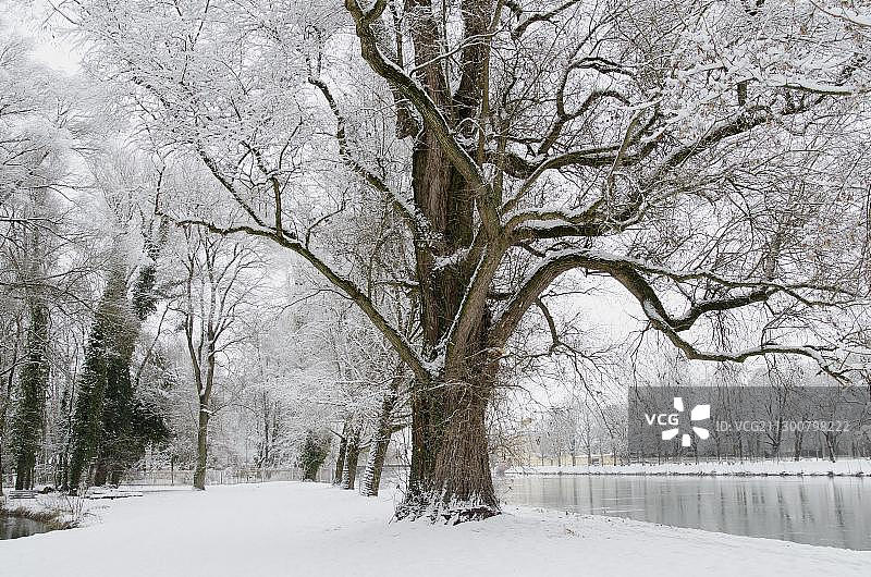 冬季伊萨尔河畔覆盖霜冻的古树，位于德国兰茨胡特图片素材