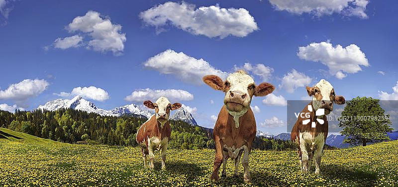 德国巴伐利亚阿尔卑斯山楚格峰花草甸上的奶牛图片素材