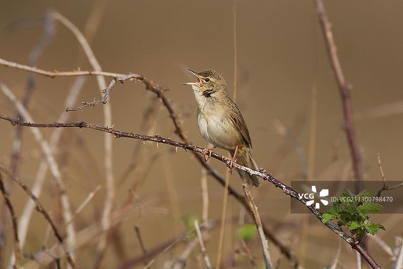 荷兰特塞尔唱歌的蝗莺图片素材
