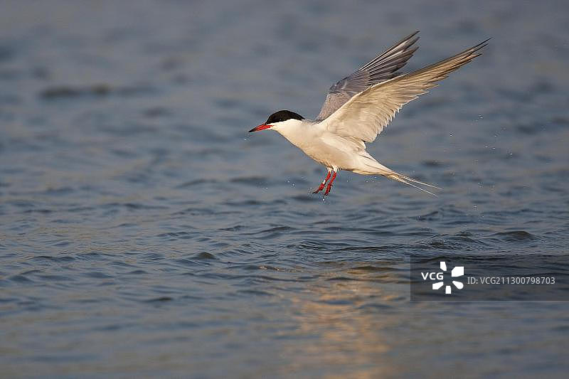 荷兰特塞尔岛飞翔中的普通燕鸥图片素材