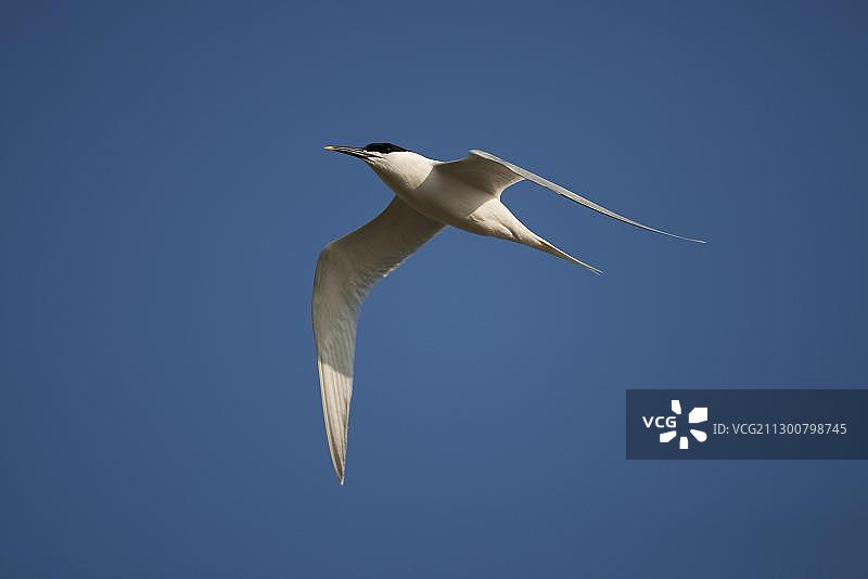 在荷兰特塞尔岛飞行的白嘴端燕鸥图片素材