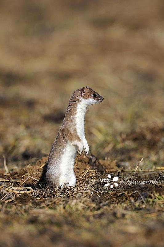 在德国巴登-符腾堡生物圈保护区（联合国教科文组织世界遗产）中站立的夏装短尾鼬图片素材