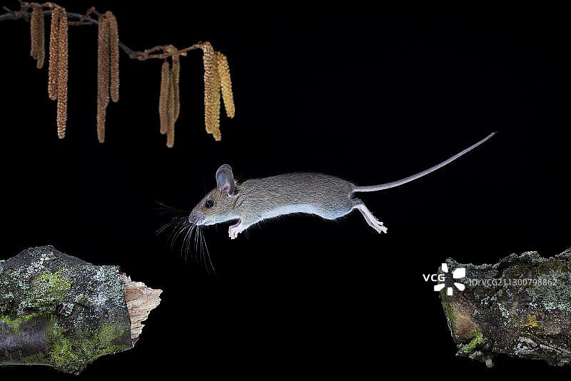 跳跃的林鼠（学名：Apodemus sylvaticus），德国图林根图片素材