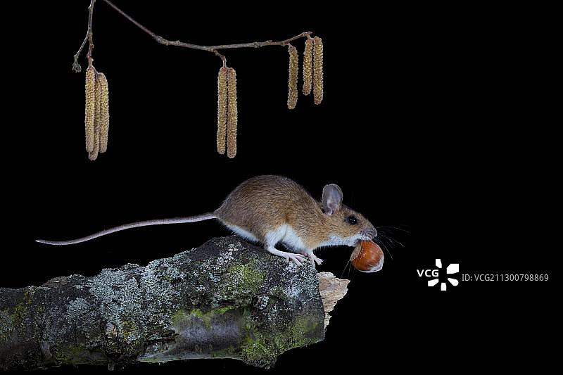 黄颈鼠与榛子，德国图林根图片素材