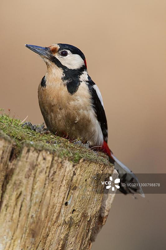 德国图林根的雄性大斑啄木鸟图片素材