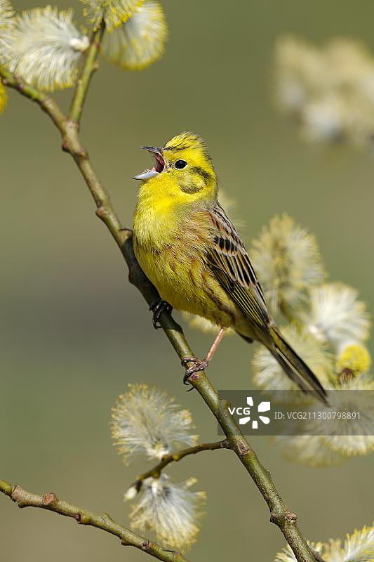 黄雀在盛开的柳树上歌唱，德国巴登-符腾堡图片素材