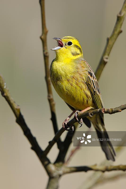 黄雀在山羊柳/大柳上鸣叫，德国施瓦本山生物圈保护区图片素材