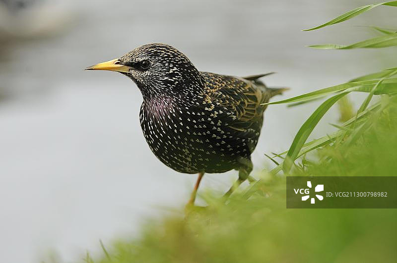 欧洲八哥 (Sturnus vulgaris)，德国莱比锡图片素材
