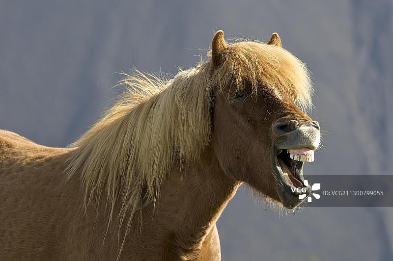 嘶鸣的冰岛马图片素材