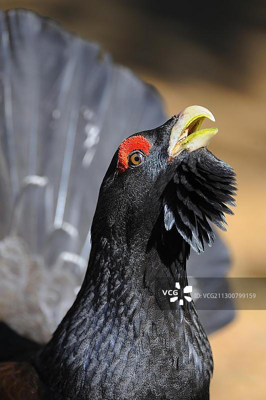 松鸡画像，求偶仪式，瑞典图片素材