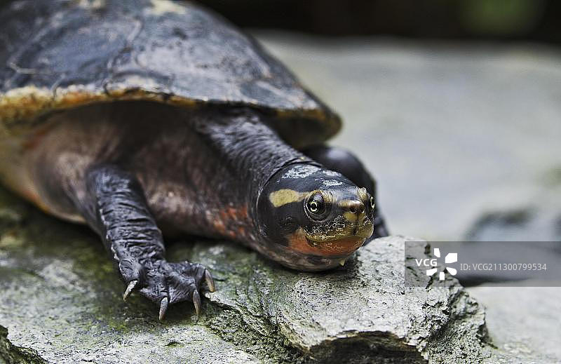 澳大利亚巨头龟，柏林动物园图片素材