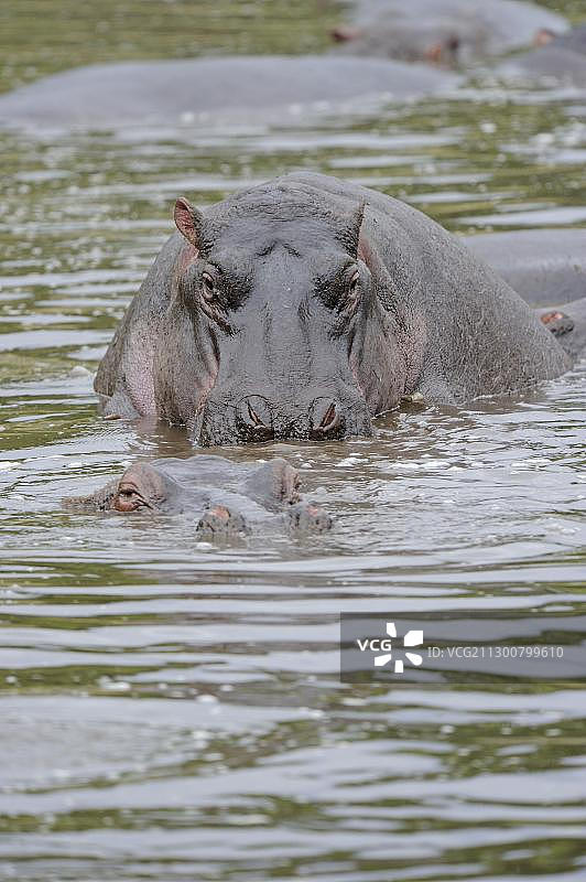 河马(两栖河马)在水中交配，马赛马拉国家保护区，肯尼亚，非洲图片素材