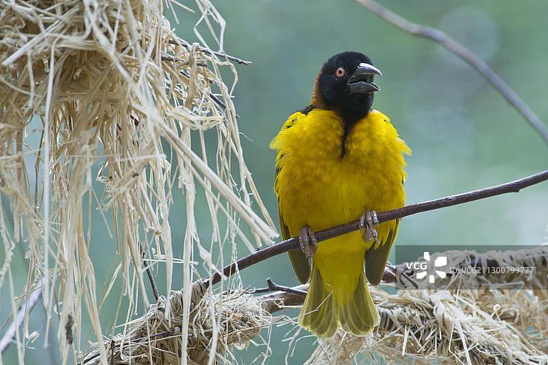 黑头织布鸟图片素材