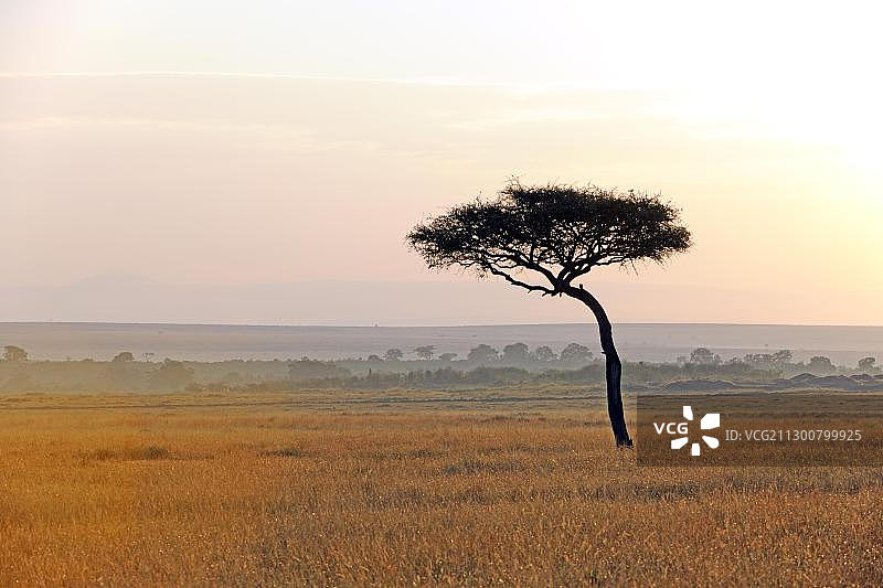 清晨非洲肯尼亚马赛马拉的伞刺相思树图片素材