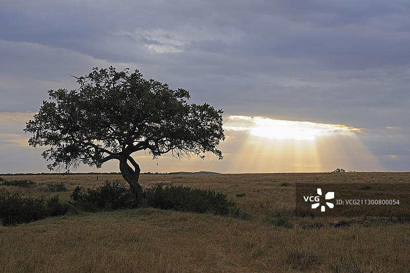 非洲吊灯树(Kigelia africana Kigelia pinnata)，背景是雷暴云，位于肯尼亚非洲马赛马拉国家保护区图片素材