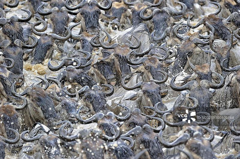 角马迁徙：横渡马拉河（肯尼亚马赛马拉，东非）图片素材