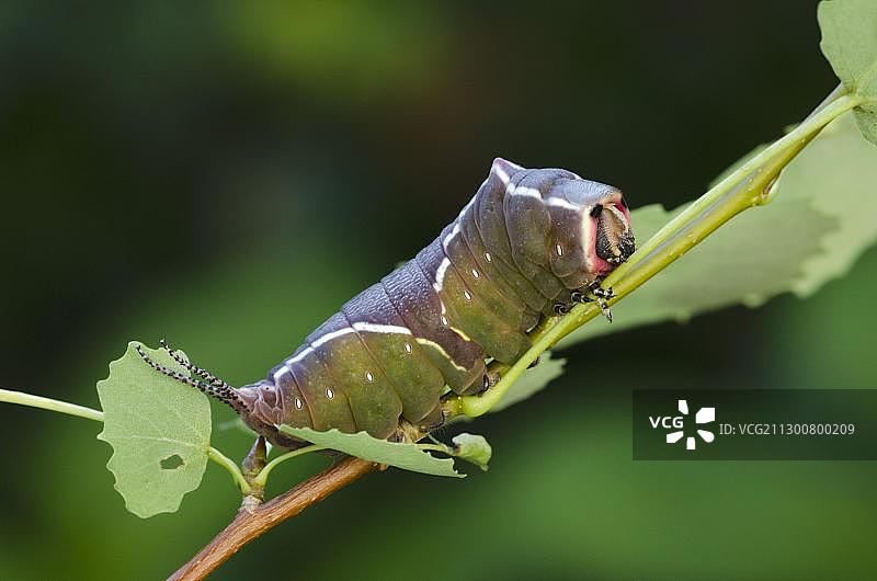 猫蛾毛虫，奥地利下奥地利州佩尔克托尔茨多夫，欧洲图片素材