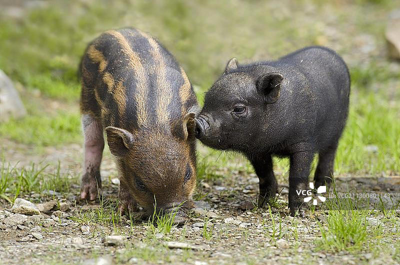 大肚猪和小猪，奥地利蒂罗尔州阿斯林野生动物园图片素材