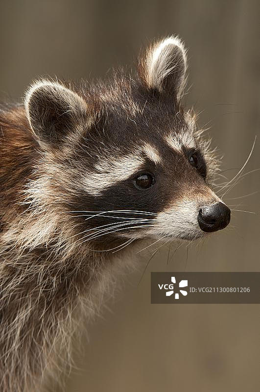 浣熊 портрет 奥地利阿斯灵野生动物园图片素材