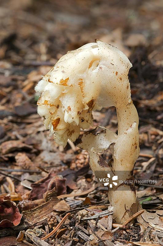 球果假沙晶兰，巴伐利亚森林国家公园图片素材