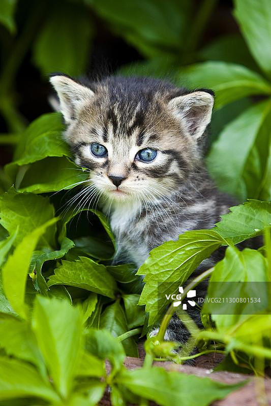 灰色虎斑家猫，小猫，奥地利北蒂罗尔，欧洲图片素材