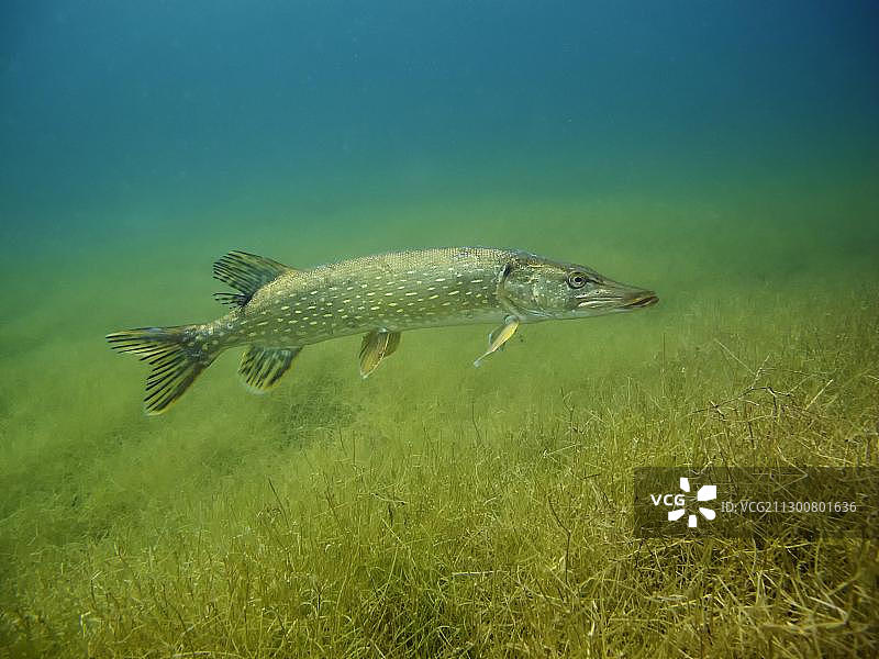 欧洲德国勃兰登堡法兰克福附近海伦湖中游弋的白斑狗鱼图片素材