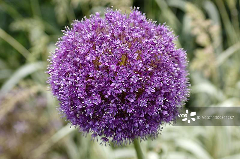 紫色洋葱花（Allium cepa）图片素材