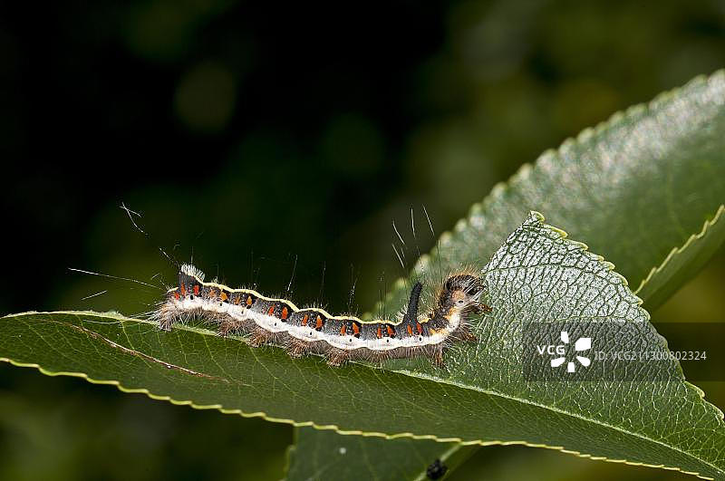 欧洲灰蛾幼虫在稠李叶子上图片素材