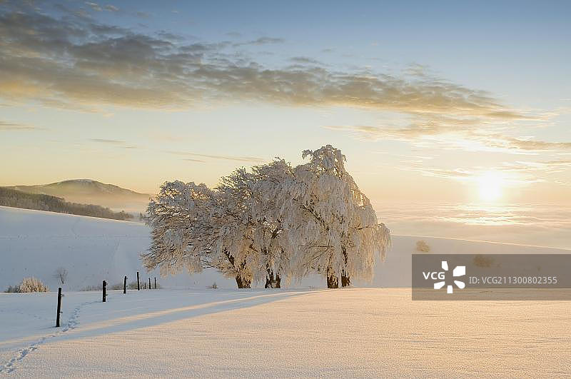 德国巴登-符腾堡州黑森林绍因斯兰山雪景山毛榉图片素材