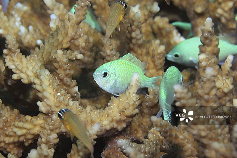 蓝绿光鳃鱼，努努环礁，马尔代夫，印度洋，亚洲图片素材