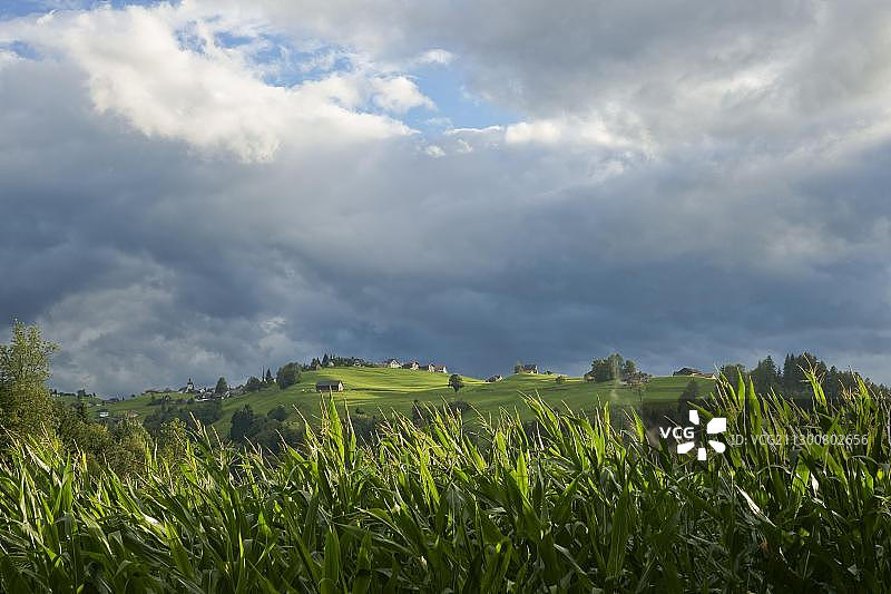 瑞士圣加仑州内卡塔尔地区黑姆贝格附近的玉米田图片素材