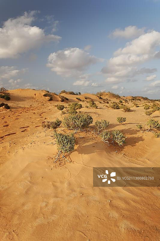 突尼斯扎尔齐斯绿洲的灌木和沙丘图片素材