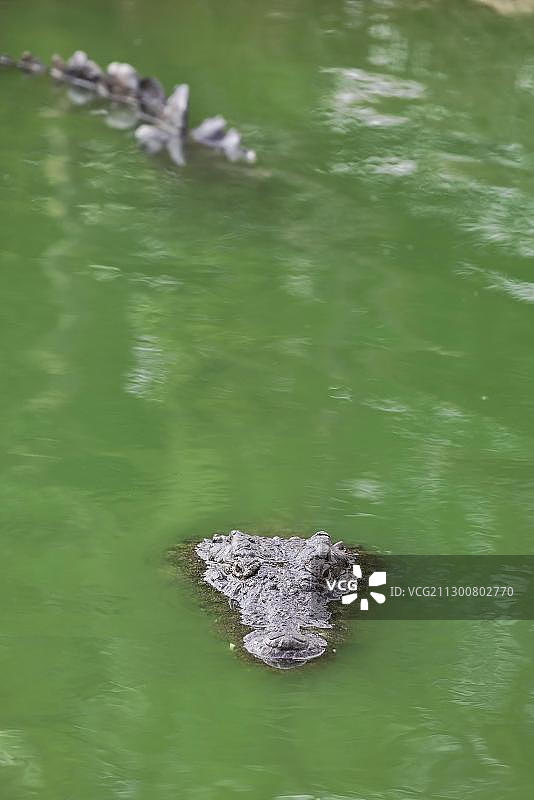 尼罗鳄，杰尔巴探索公园，突尼斯杰尔巴岛图片素材