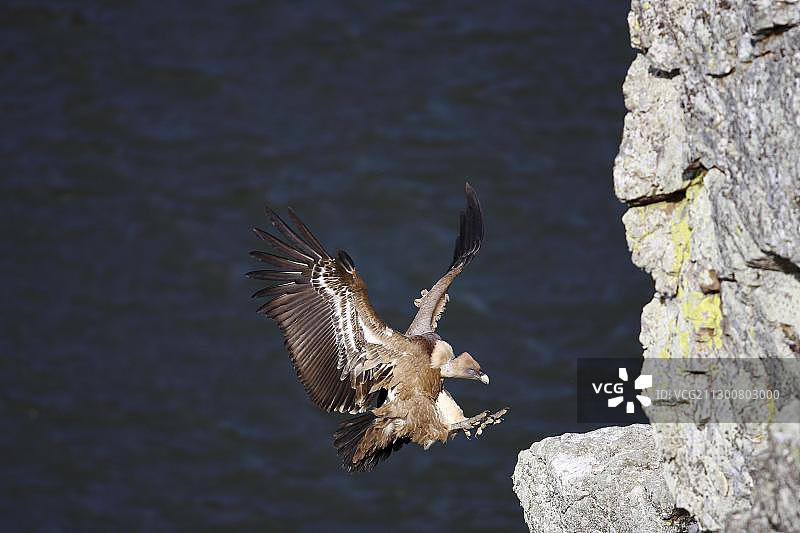 兀鹫降落在西班牙蒙弗拉圭的悬崖边图片素材